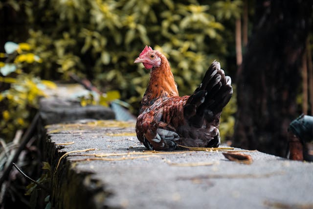 Chicken Bedding for Reducing Lice Infestations