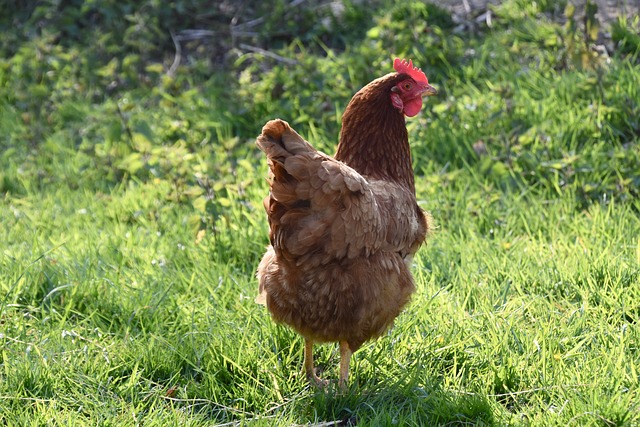 Poultry Bedding: How to Choose the Best One ?