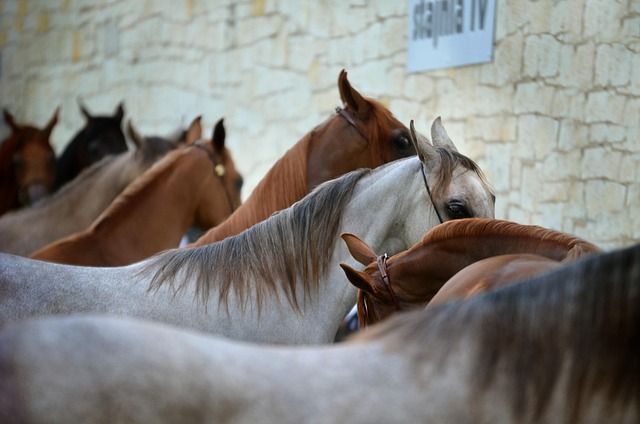 How Much Bedding Should You Prepare for Your Horses ?