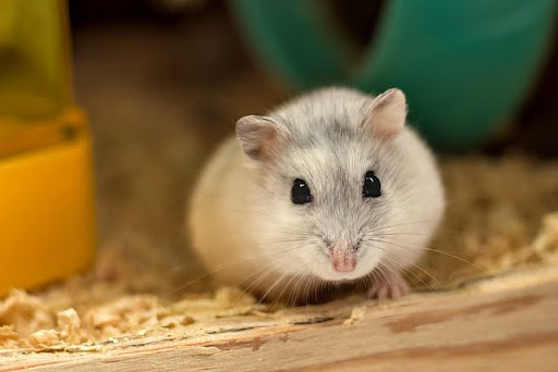 8 conseils avant d’adopter un hamster !