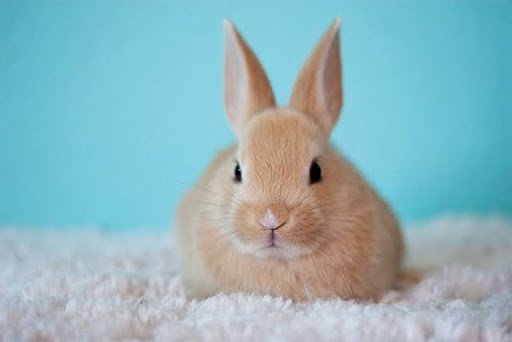 Quelle est la meilleure litière pour un lapin ?