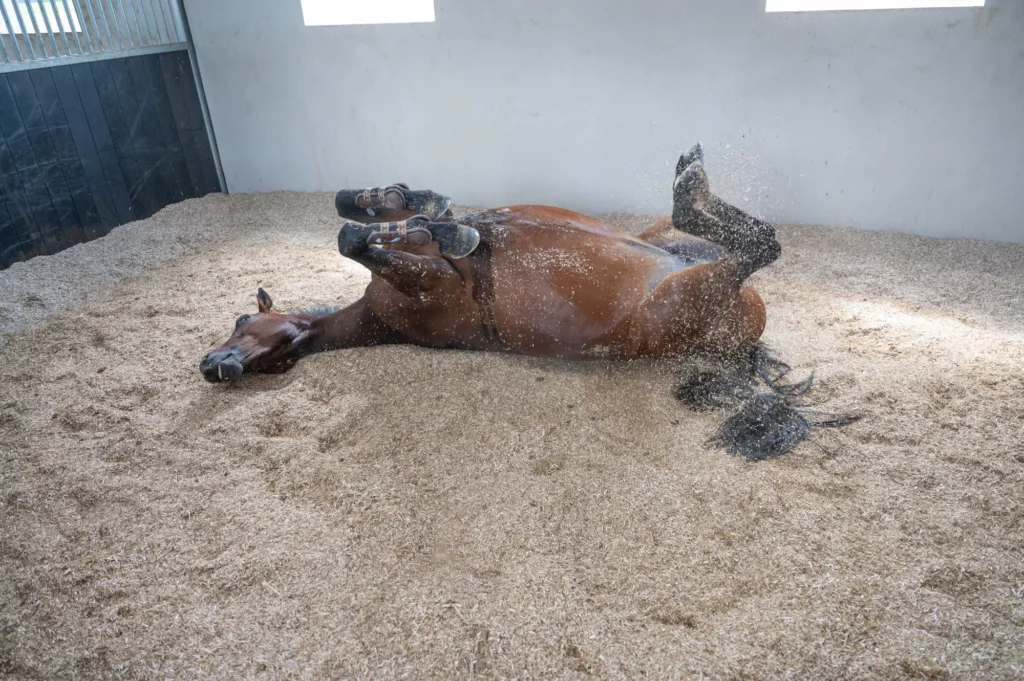 Quelle litière choisir pour son cheval ?