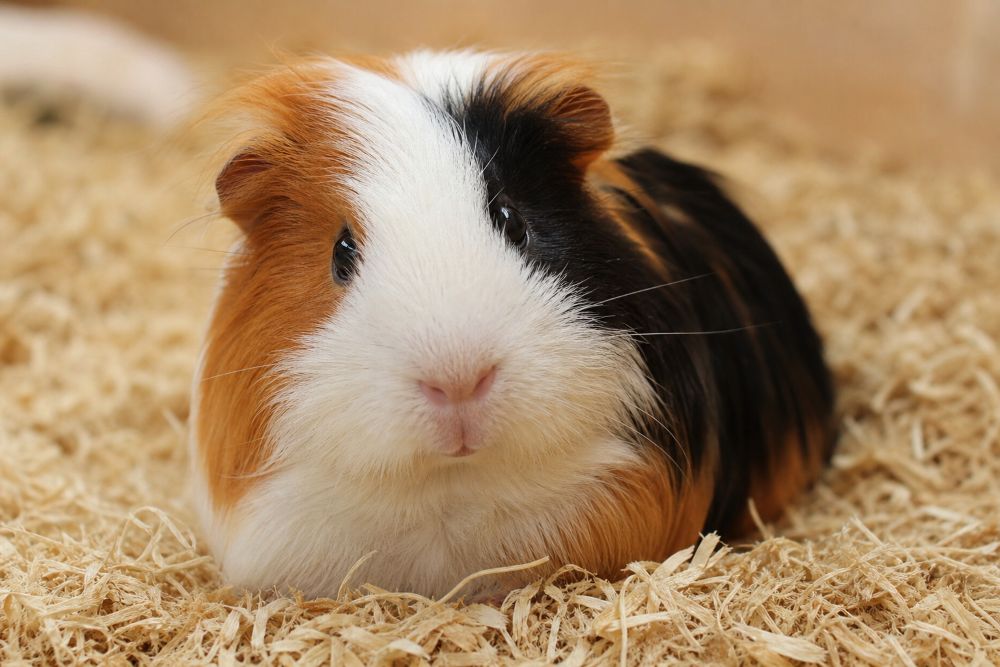 chanvre pour cochon d'inde