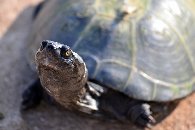 que mettre dans un terrarium pour tortue terrestre